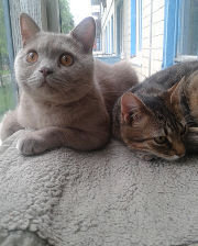 Схема вышивки «Ричи и Тиша»