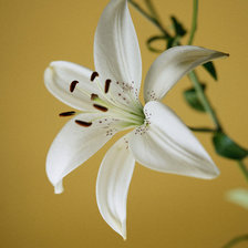 Белая лилия