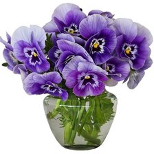 Схема вышивки «анютины глазки»