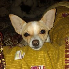 Схема вышивки «милка»