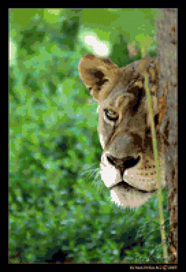 кошка дикая - лев, кошки дикие - предпросмотр