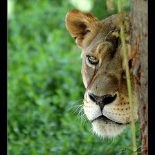 Схема вышивки «кошка дикая»