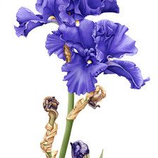 Схема вышивки «ирисы»