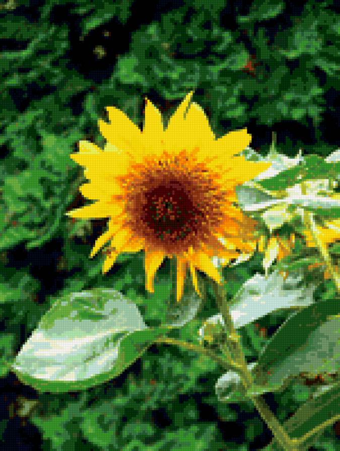 №385037 - цветы, подсолнух - предпросмотр