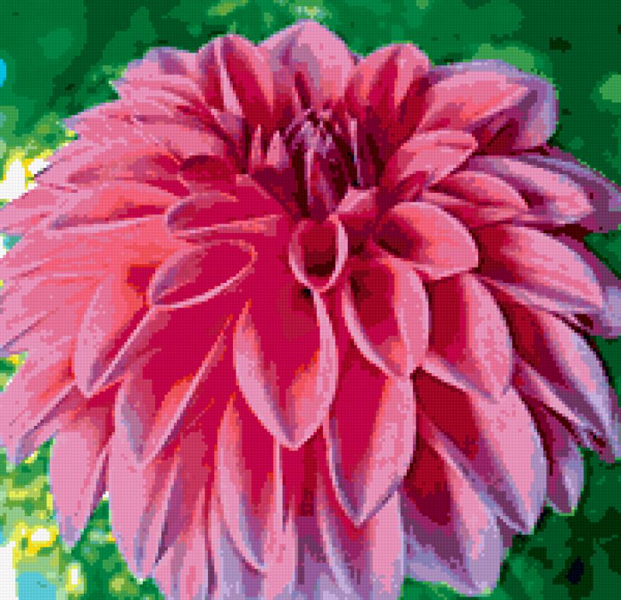 георгин - георгины, цветы - предпросмотр