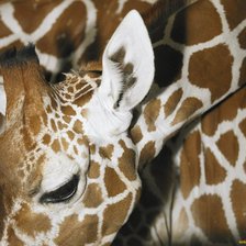 Схема вышивки «жираф»