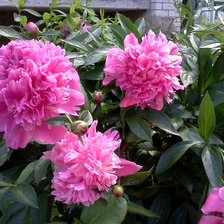 Схема вышивки «№385163»