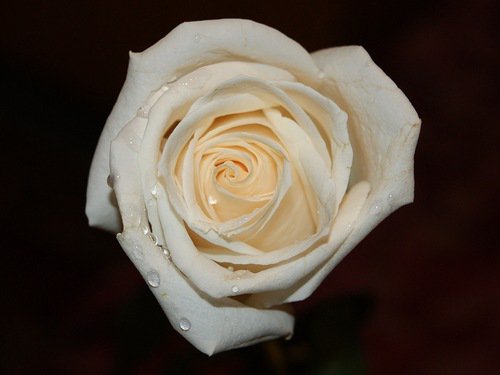 роза - на черном, цветы, роза, цветок, розы, капли - оригинал