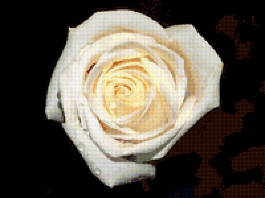 роза - розы, капли, на черном, цветок, роза, цветы - предпросмотр