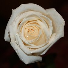 Схема вышивки «роза»