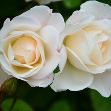 Схема вышивки «розы»