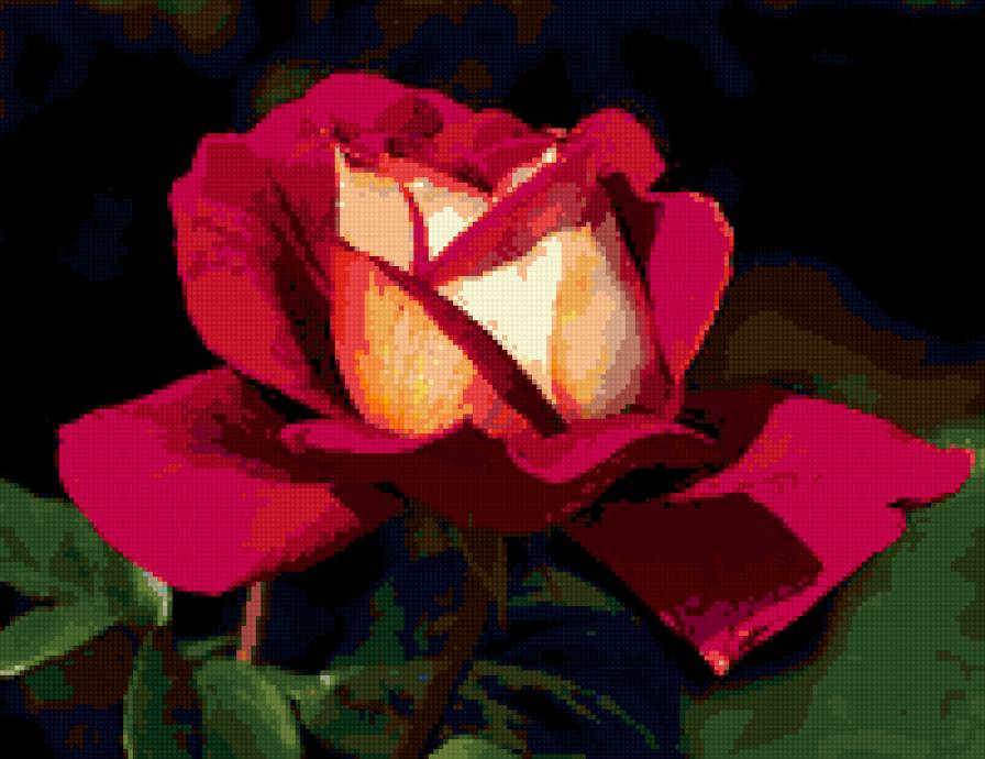 роза - на черном, розы, цветок, роза, цветы - предпросмотр