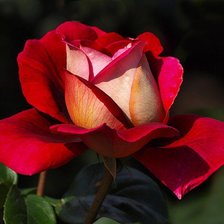 Схема вышивки «роза»