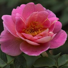 Схема вышивки «№385176»