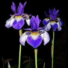 Схема вышивки «ирисы»