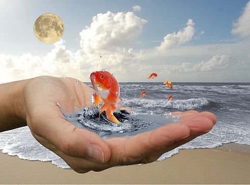 золотая рыбка - оригинал