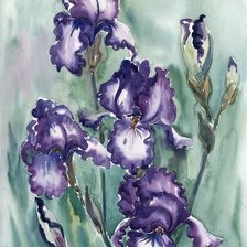 Схема вышивки «ирисы»