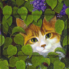 в зарослях сирени