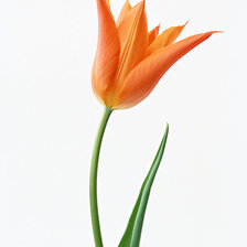 Схема вышивки «полевой тюльпан»