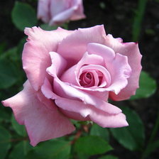 Схема вышивки «роза»