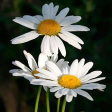 Схема вышивки «ромашки»