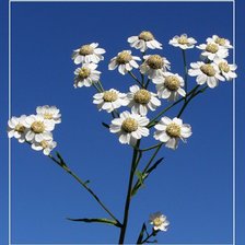 Схема вышивки «ромашки»