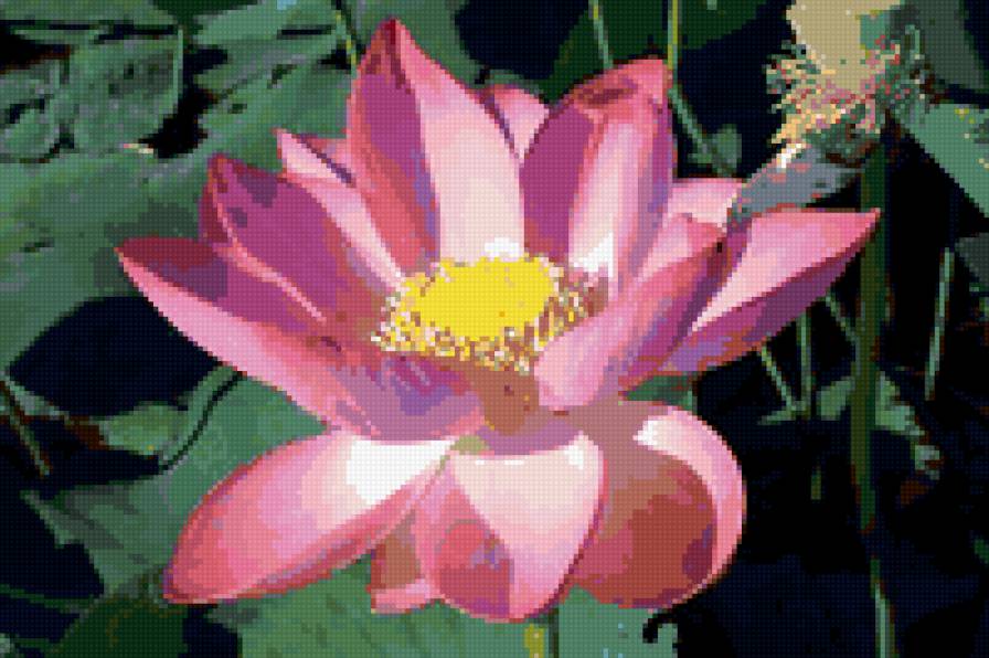 лотос - цветы, лотос - предпросмотр