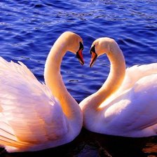 Схема вышивки «лебединаяч верность»