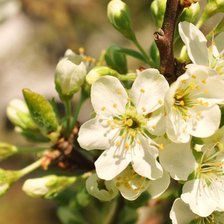 Схема вышивки «ветка»