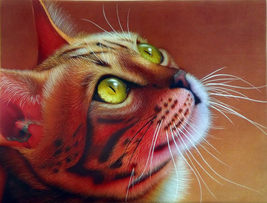 Серия "Кошки" - животные, кошки - оригинал