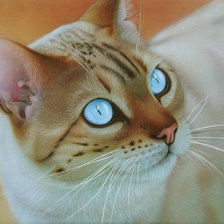 Схема вышивки «Серия "Кошки"»