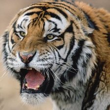 Схема вышивки «тигр»