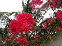 Схема вышивки «гоа, пальмы и цветы»