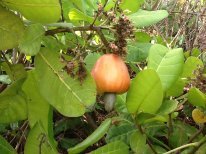 Схема вышивки «кешью»