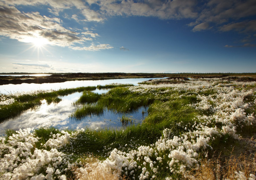 Тундра - оригинал