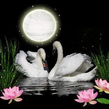 лебеди на озере