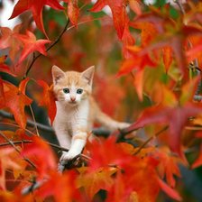 Схема вышивки «котенок»