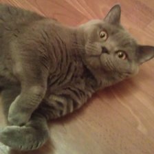 Схема вышивки «моя киса»