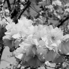 Схема вышивки «сакура»