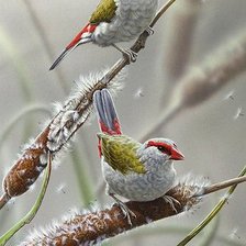 Схема вышивки «птицы.»