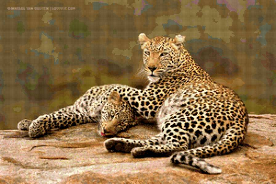 отдых тигров - предпросмотр