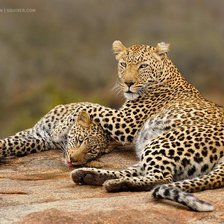 Схема вышивки «отдых тигров»