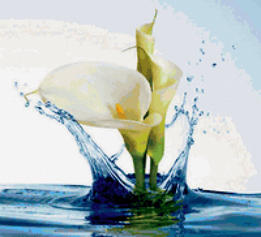 Каллы в воде - каллы, цветы - предпросмотр