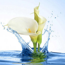 Схема вышивки «Каллы в воде»