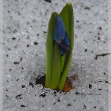 Схема вышивки «подснежник»