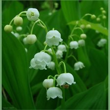 Схема вышивки «ландыши»