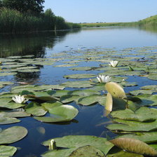 Схема вышивки «кувшинки»
