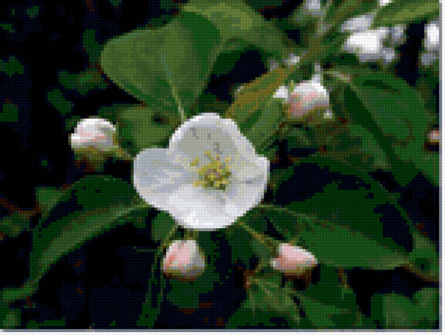 №386681 - природа, цветы, яблоня, весна - предпросмотр