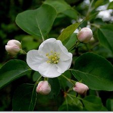 Схема вышивки «№386681»