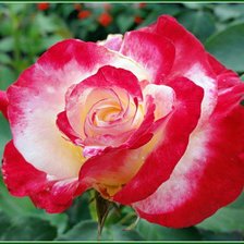 Схема вышивки «роза»